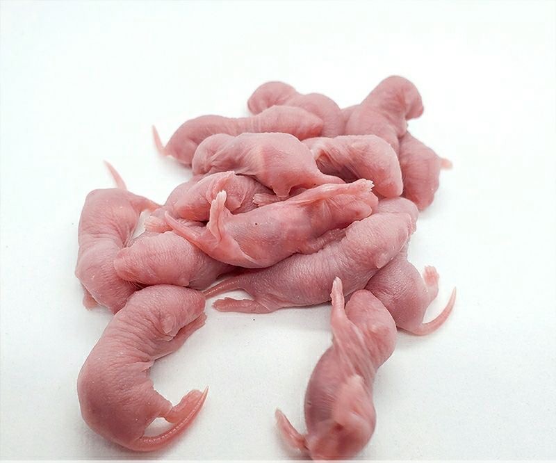 宝熙冰冻乳鼠红皮小白霜白鼠成体亚成饲料蛇鬃狮蜥蜴