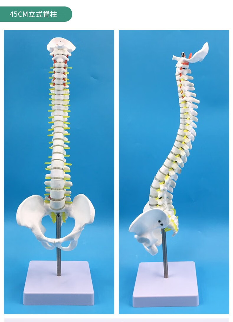 45cm彩色人体脊柱模型可弯曲椎体 彩色人体脊椎脊椎模型带骨盆 股骨