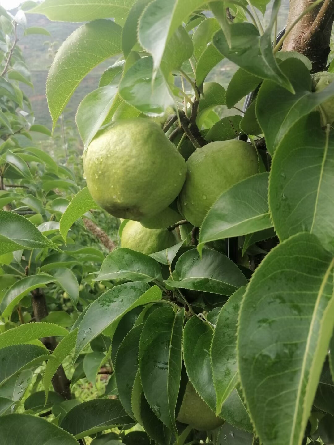 宾川蜂糖梨 正宗云南大梨子 高山蜂糖梨 丑梨 当季新鲜水果 脆甜多汁