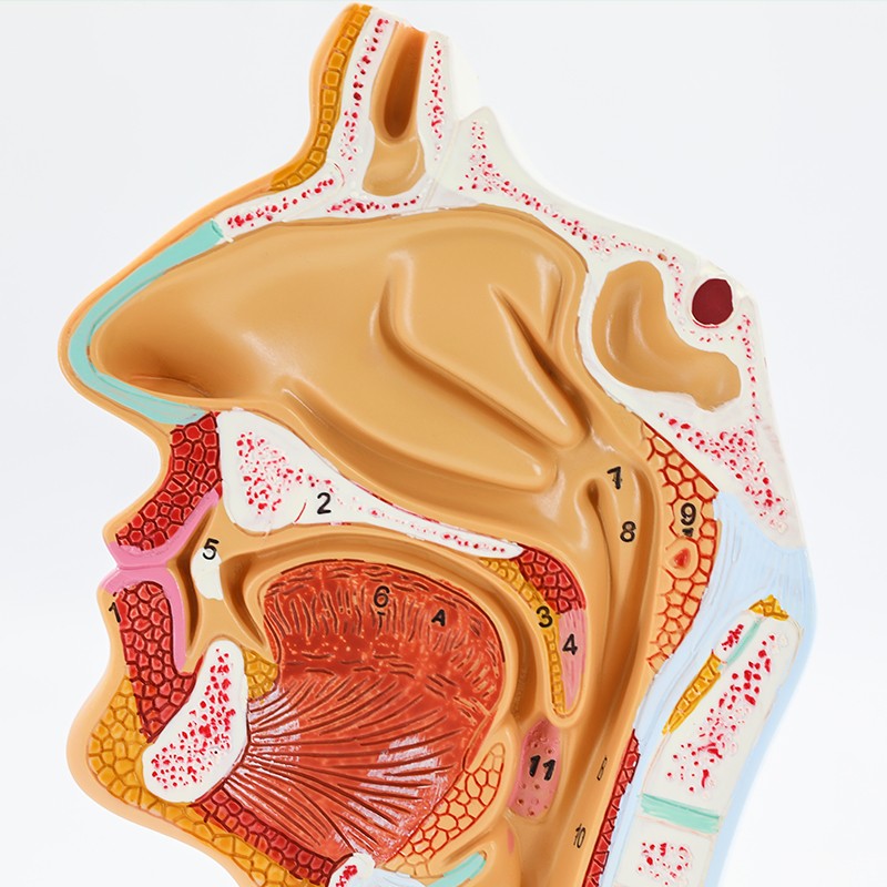 人体鼻腔咽喉解剖模型 鼻咽腔模型耳鼻喉科 医学教学模型耳鼻咽喉全科