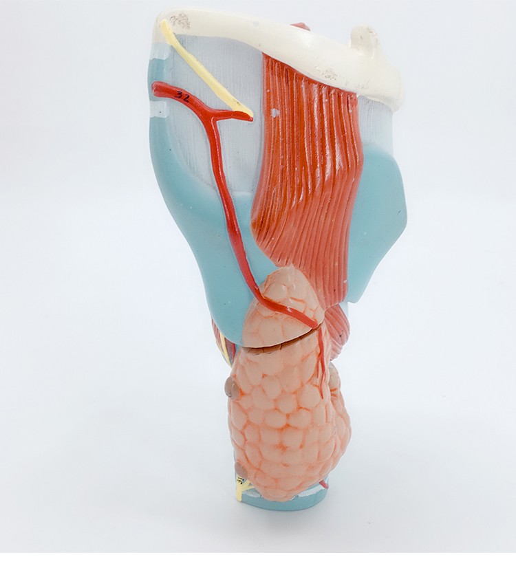 产品说明:这是一款实用的模型,可展示喉部会厌软骨的运动过程,供中等