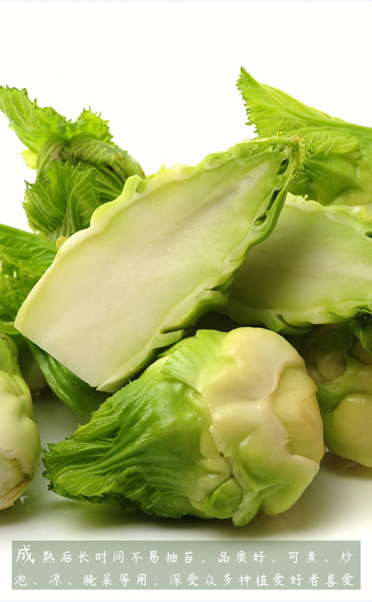 寿禾 四川儿菜种子家庭种植春秋季播种榨菜芥菜蔬菜子阳台大田脆嫩