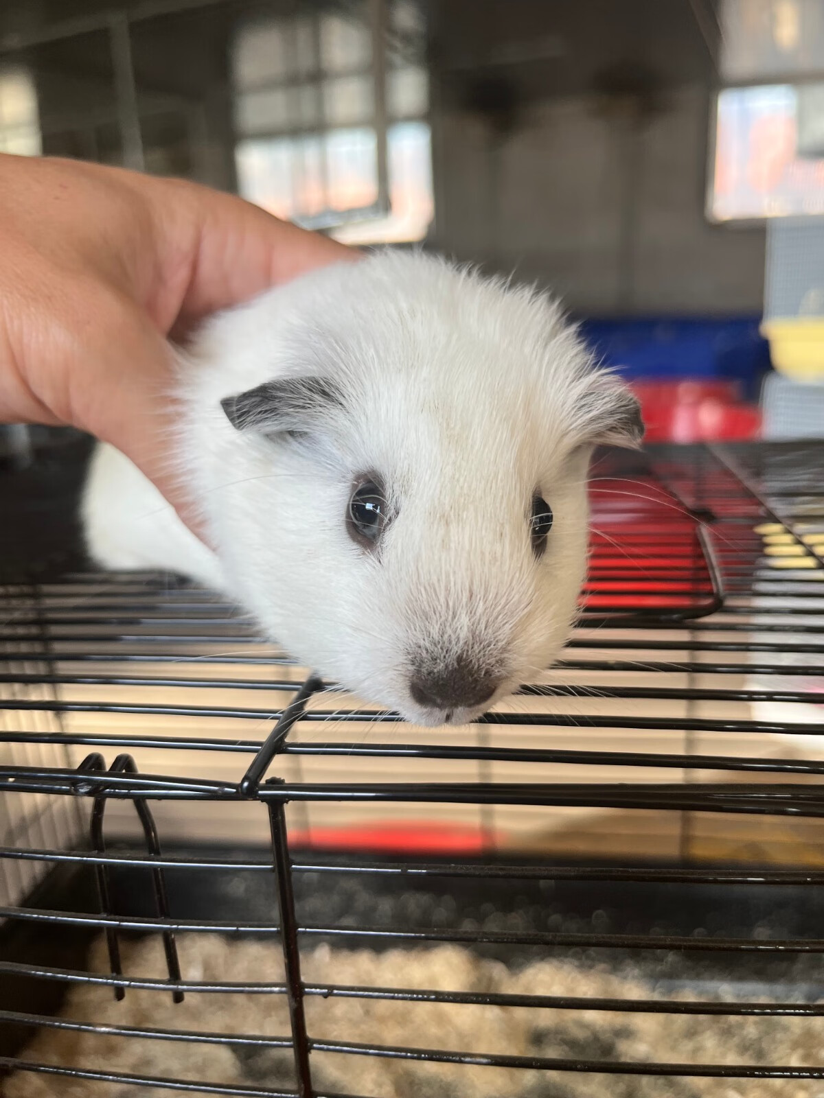 灵狐之家 加州荷兰猪活体宠物豚鼠各种颜色卷毛包子脸缎毛宠物猪荷兰