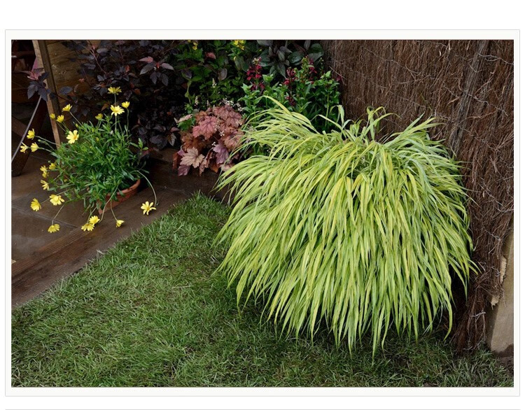 箱根草日本知风草四季种易种易活阳台庭院室内盆栽植物 箱根草 花叶10