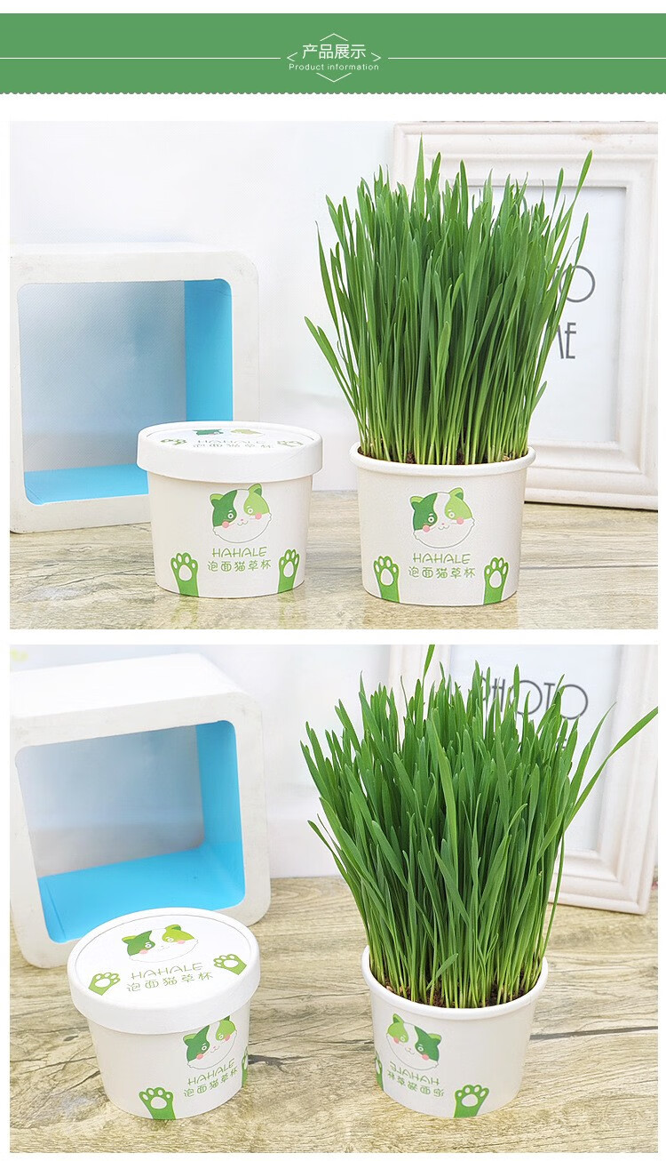 宝贝故事 猫草杯 懒人猫草水培去毛球猫咪零食小麦猫草种子 猫草 盒子