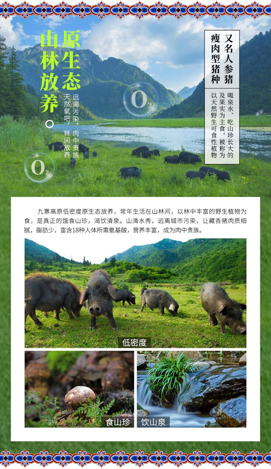 牧养猪冷鲜肉九寨藏香猪四川阿坝高原特色黑土猪高原牧养365天猪肝