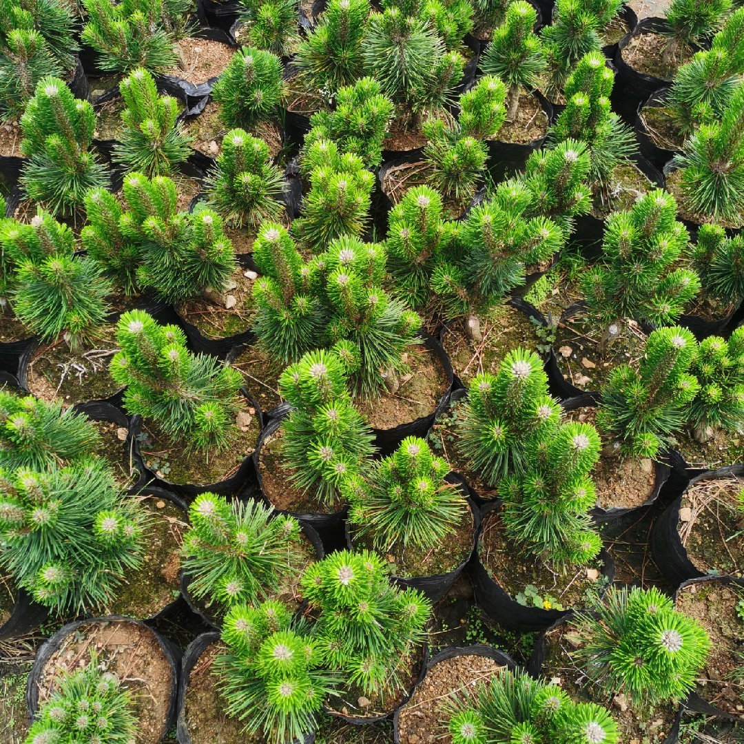 三河黑松 嫁接千寿丸3个芽头1株 不含盆【图片 价格 品牌 报价】-京东