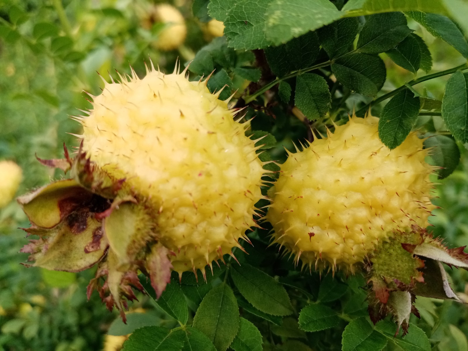 保温箱冰袋发货精选5斤装新鲜刺梨鲜果贵州特产水果维vc酸甜泡酒黄木