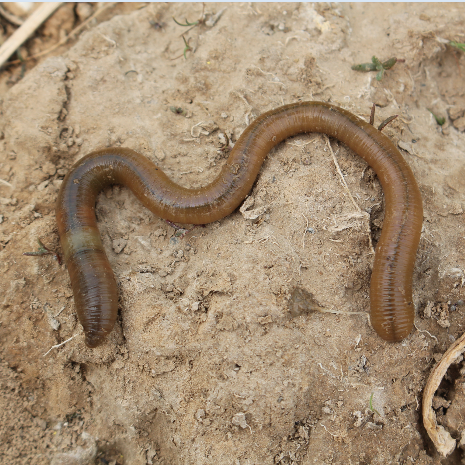 大丘引臭活体大蚯蚓黑蚯蚓青蚯蚓鱼饵垂钓青活饵松土黄鳝地龙 中号五