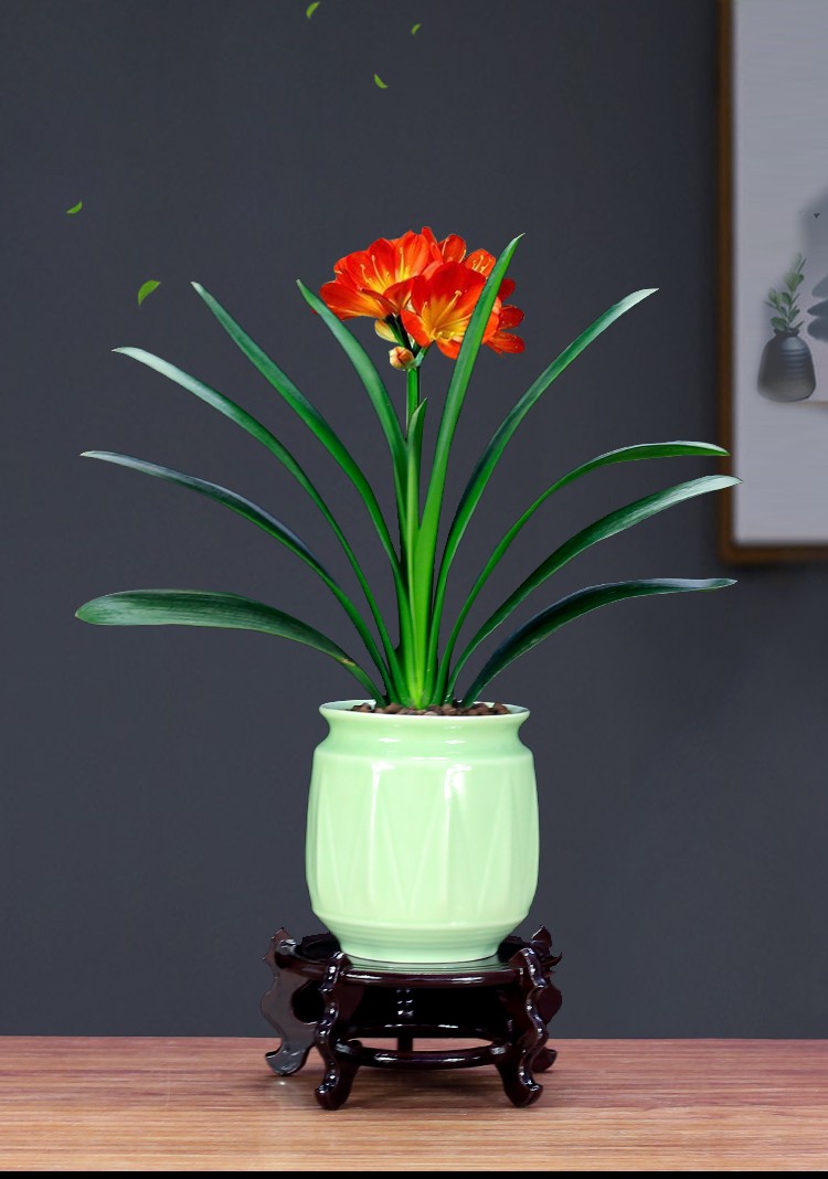 君子兰盆栽植物室内客厅花卉桌面绿植四季常青高档盆景年宵花君子兰