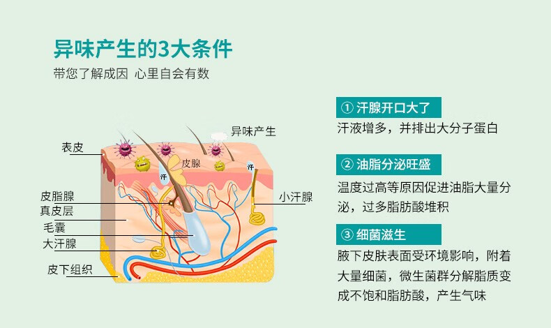大汗腺位置图片