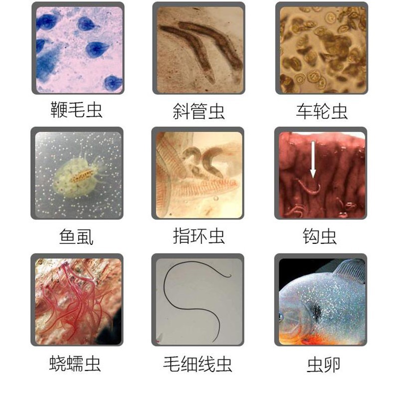 惠弘 水族箱鱼缸观赏鱼寄生虫烂身烂鳍蒙眼立鳞h1h2h4h5内寄外寄七彩