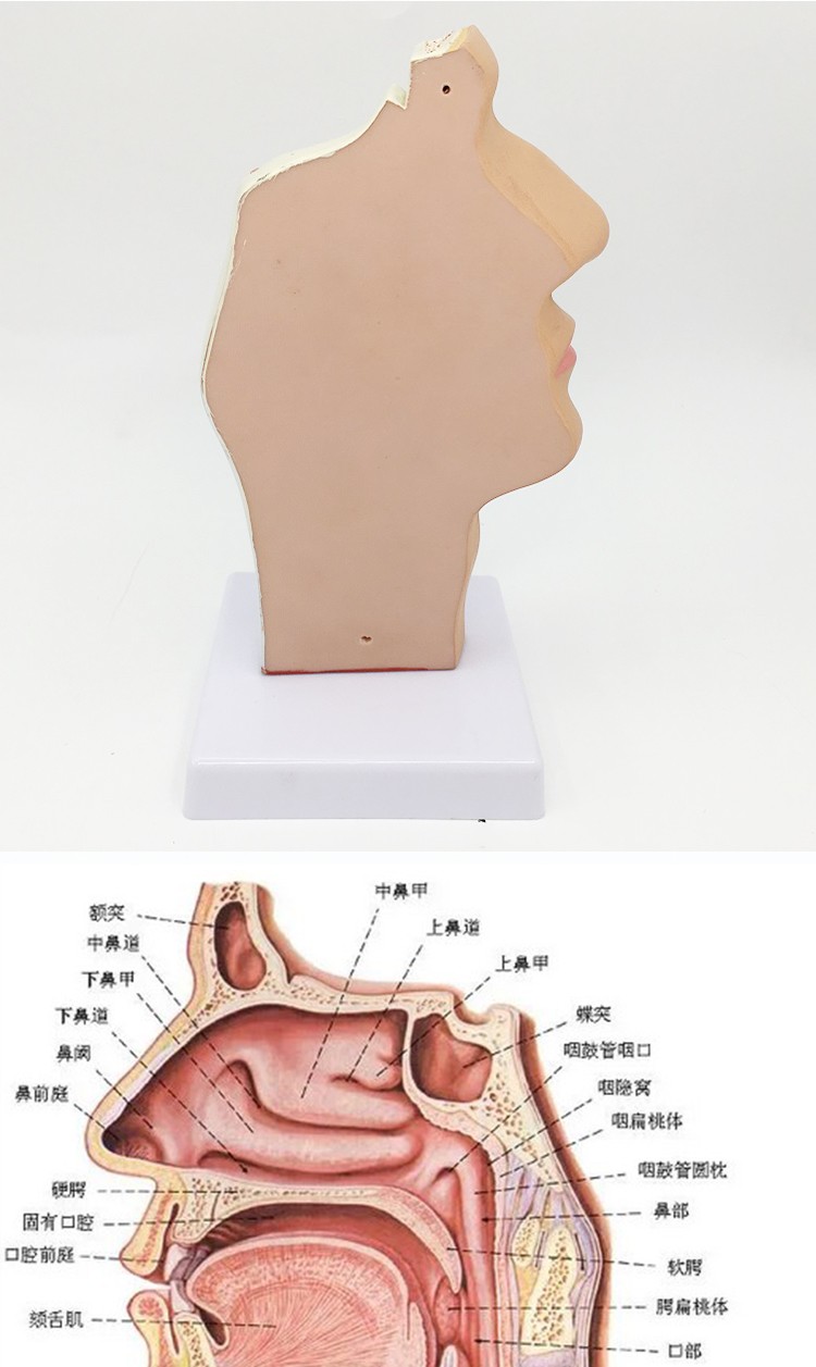 人体鼻腔咽喉解剖模型 鼻咽腔模型耳鼻喉科 医学教学模型耳鼻咽喉全科