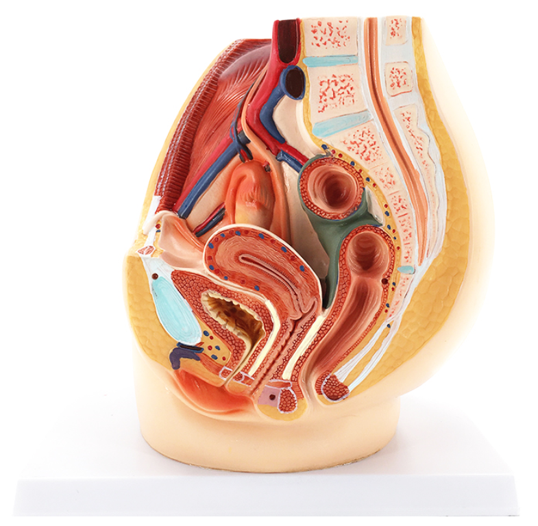 男性矢状解剖模型男性生殖器解剖 女性盆腔正中矢状切面 男性矢状解剖