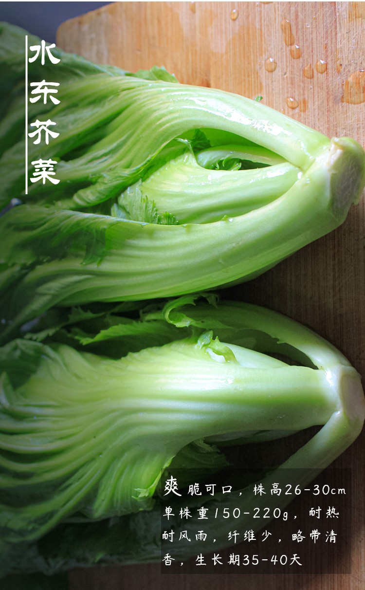 寿禾芥菜种子大叶水东春夏秋季播种菜蔬莱菜子包心四川大肉青泡菜种籽