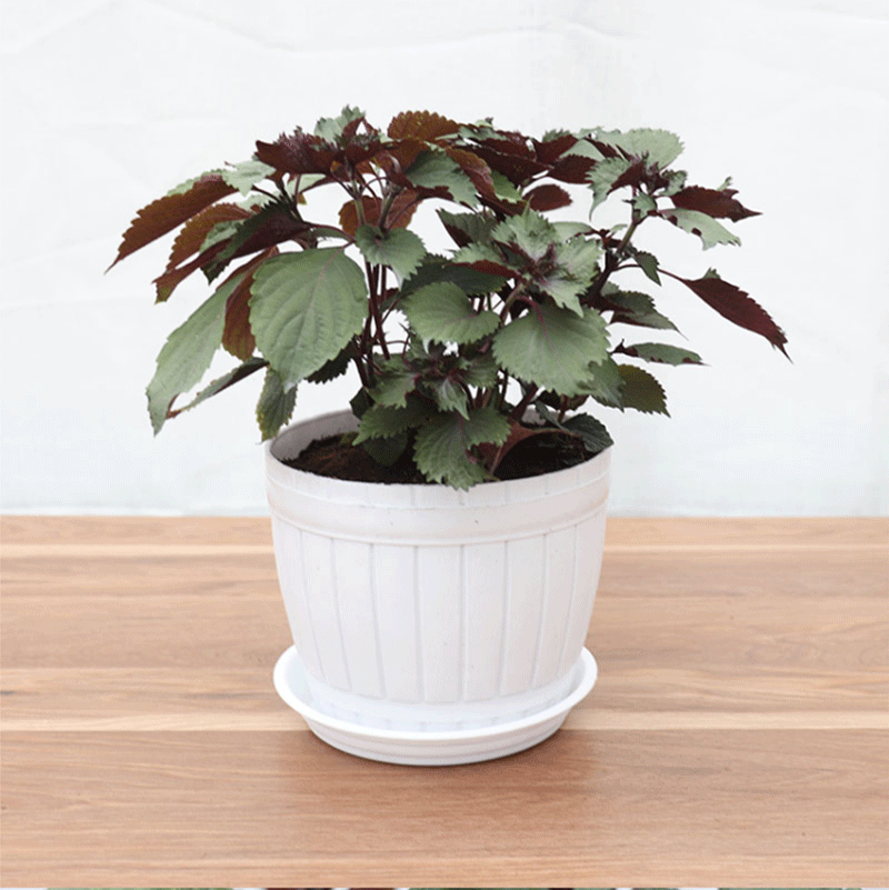 紫苏盆栽香草可食用调味剂阳台好养植物紫苏加仑盆含盆