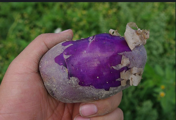 云南丽江七彩乌洋芋山乌紫土豆2.
