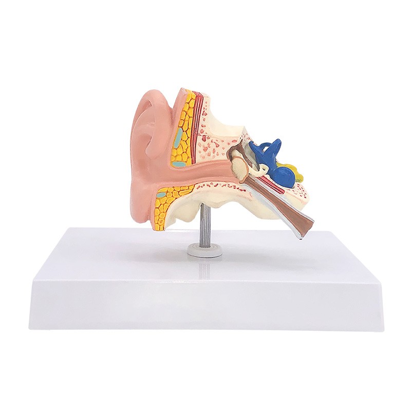 桌上耳解剖模型人体耳朵模型15倍放大中耳模型人体器官解剖助听器展示