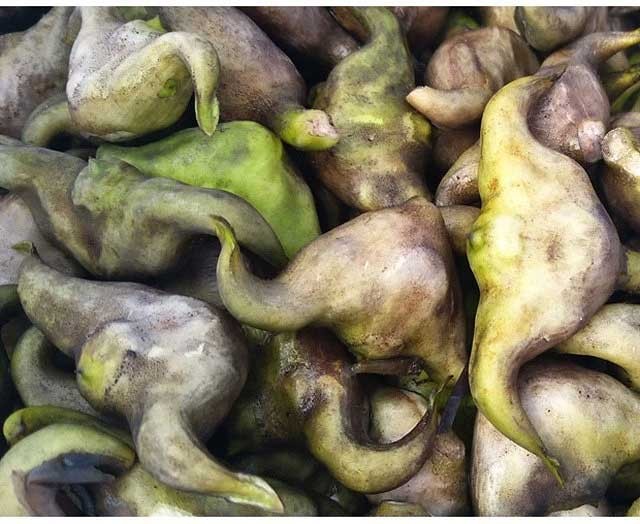 菱角新鲜大个凌角棱角洪湖老菱角湖北特产新鲜蔬菜3斤