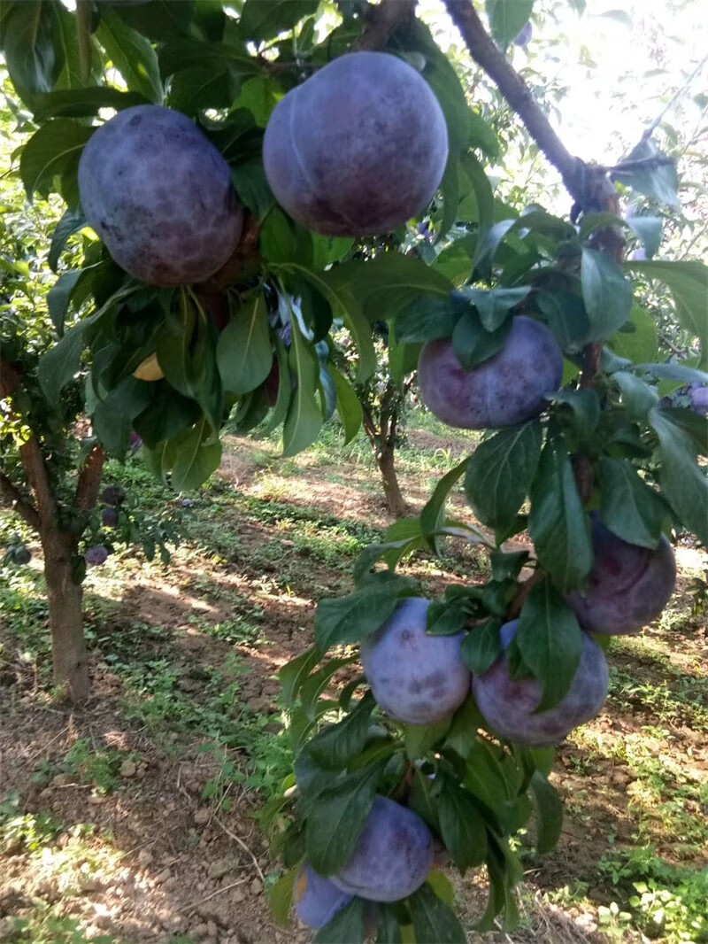荷兰巨型黑李树苗大果晚熟黑霸王李子果苗嫁接超甜抗寒南北方种植5年