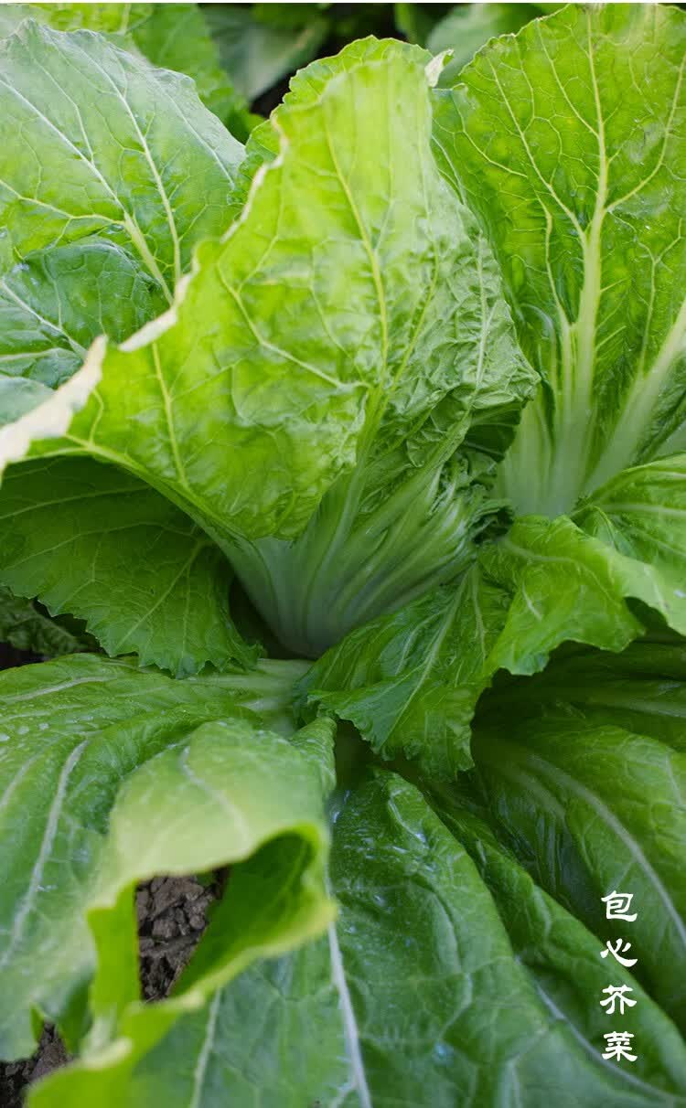 寿禾芥菜种子大叶水东春夏秋季播种菜蔬莱菜子包心四川大肉青泡菜种籽