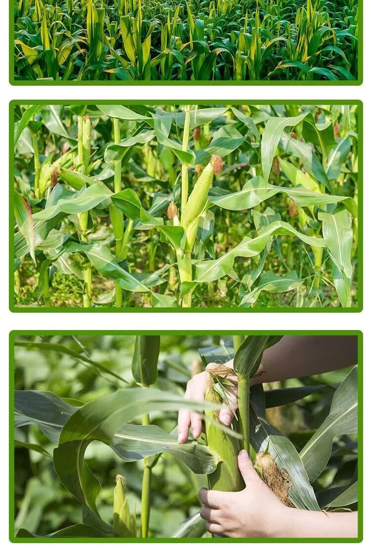新鲜花糯玉米现摘当季整箱甜糯低脂玉米棒子苞谷糯米 8斤糯玉米【图片
