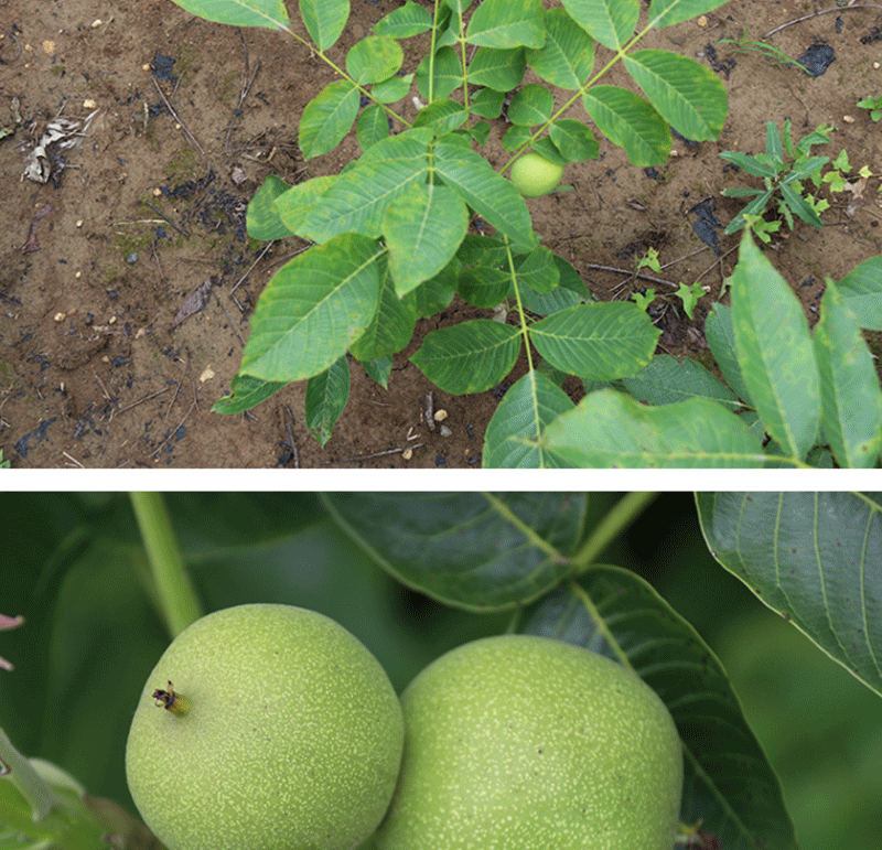果树苗嫁接文玩薄皮纸皮地栽盆栽带土南方北方种植当年结果 绿波核桃