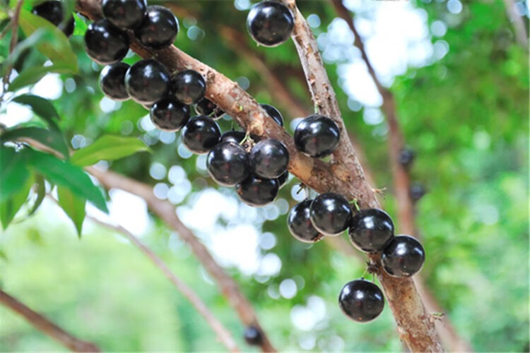 台湾沙巴嘉宝果苗四季早生矮化多枝树葡萄苗名贵庭院盆栽嘉宝果树苗