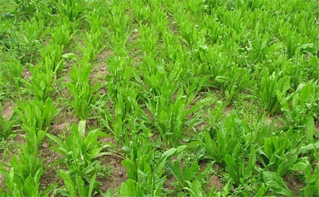 碧鼎 牧草种子菊苣夏季易种南方北方鸡鹅兔猪吃饲料草家禽喂养多年生