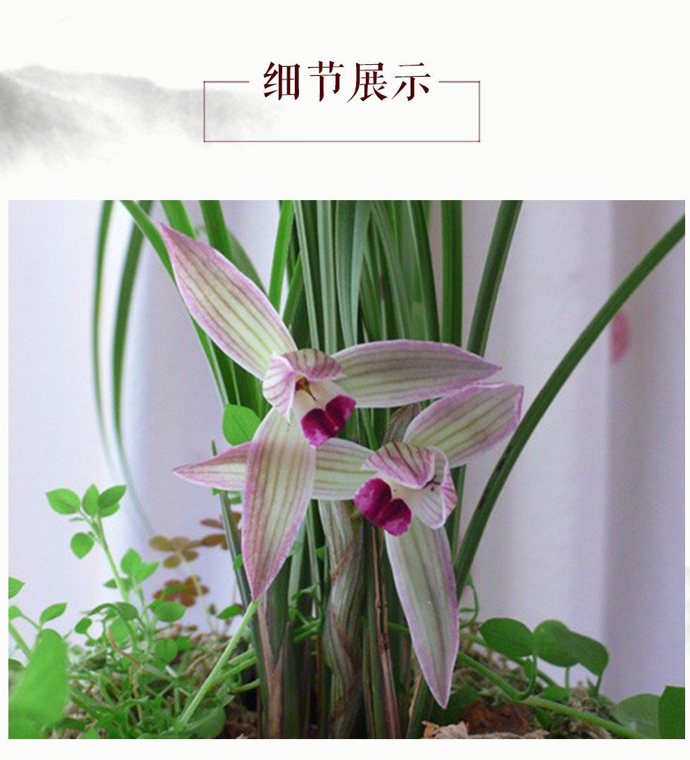 hqc刘阁兰花龙女莲瓣兰精品冬带花苞出售兰花苗室内好养花卉盆栽4苗