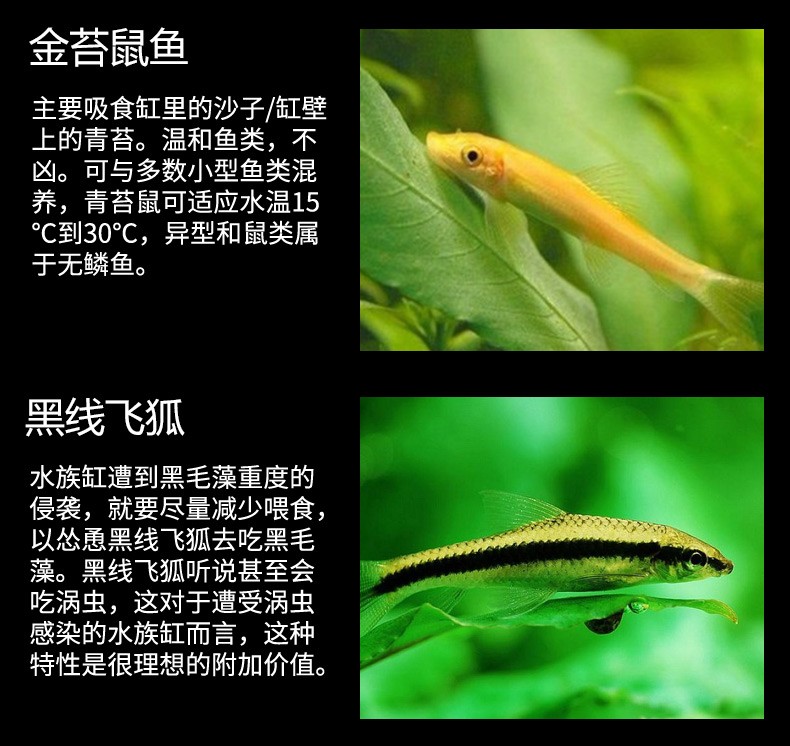 清道夫鱼活体 热带鱼观赏鱼水族宠物工具鱼清洁鱼垃圾鱼 清缸除藻工具