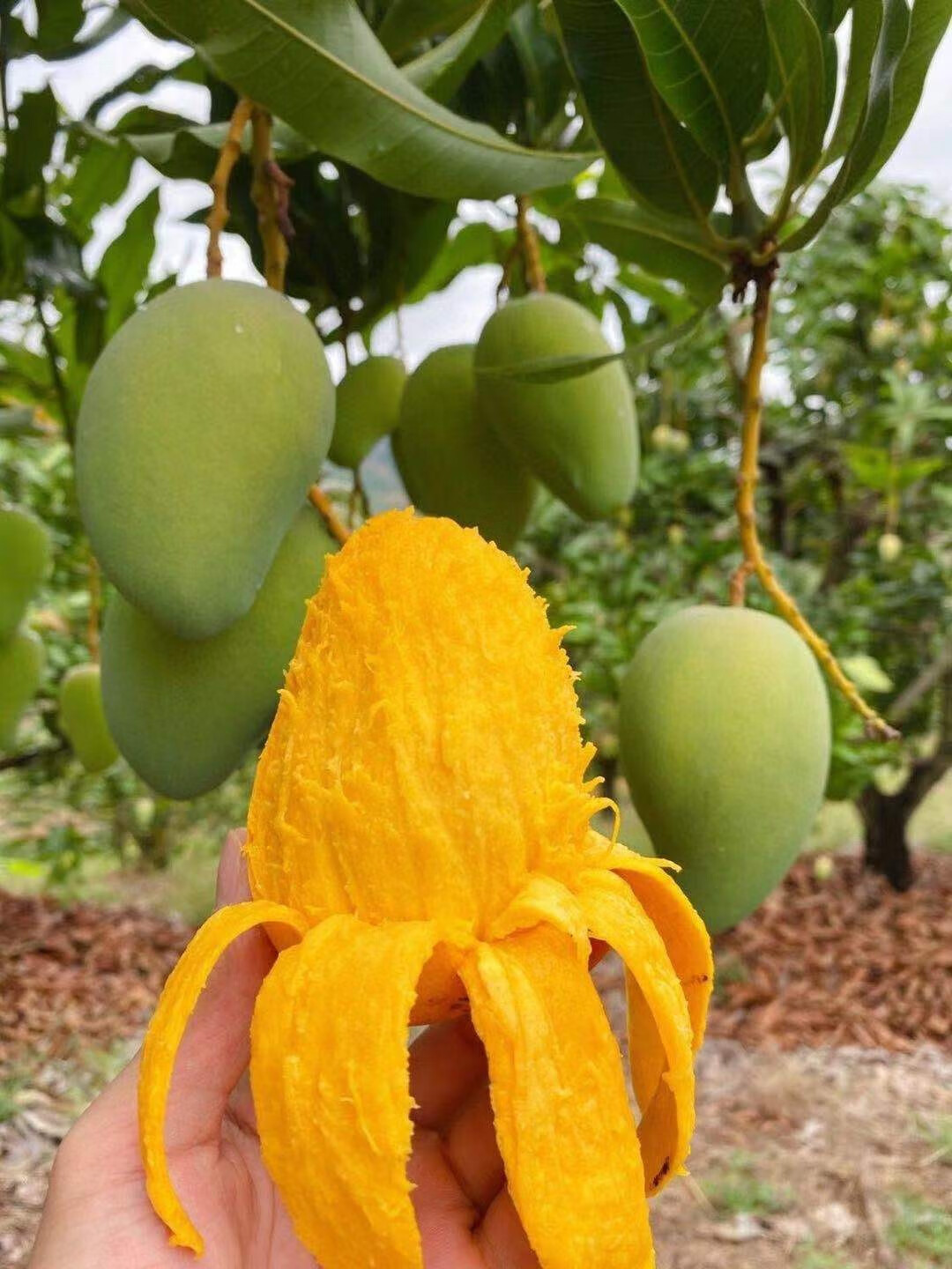 产地货源海南小台农芒果新鲜应季水果肉甜核小热带水果精选大果精选中