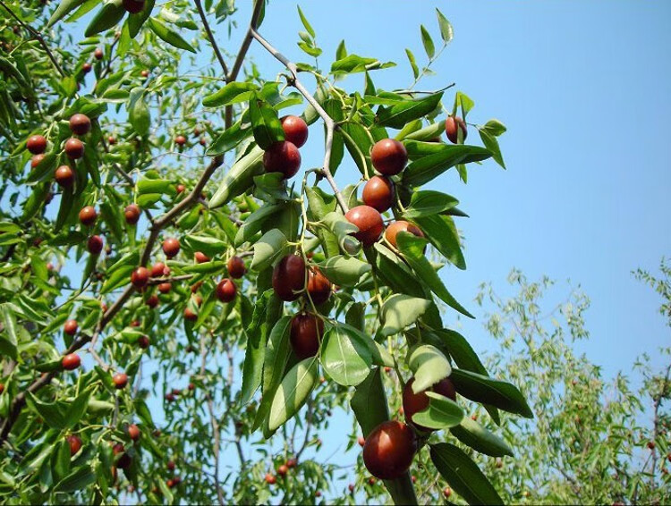 枣树苗果树苗枣树活苗枣子苗当年结果树果苗嫁接苗特大庭院盆栽地栽甜