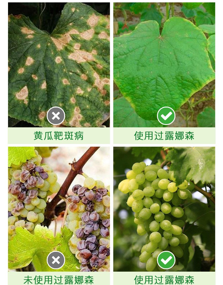 拜耳露娜森 氟菌 肟菌酯 草莓月季绣球白粉病 琴叶榕锈斑病杀菌剂