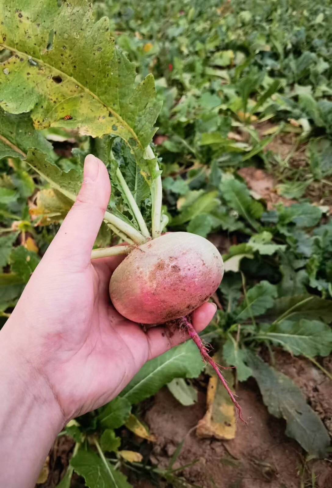 苏北特产新鲜紫心扁萝卜现挖农家自种蔬菜萝卜腌制咸菜萝卜丝 5斤