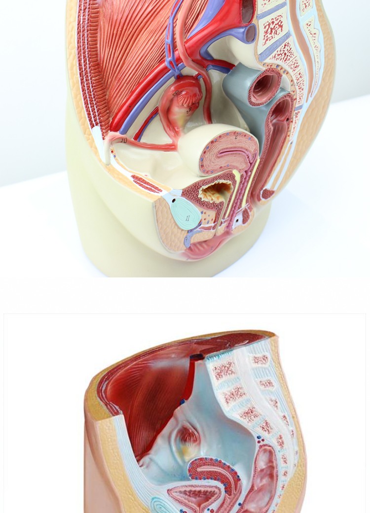 男性矢状解剖模型男性生殖器解剖 女性盆腔正中矢状切面 男性矢状解剖