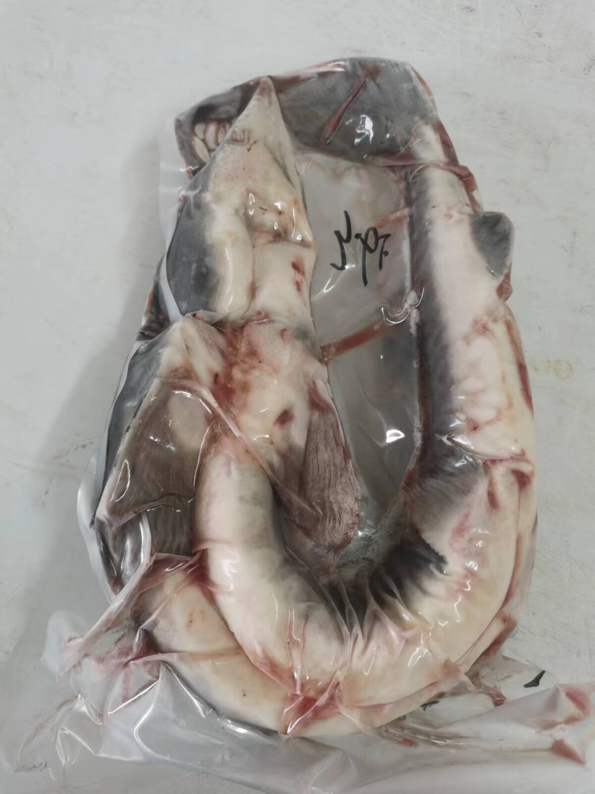 2-10斤鲟鱼鲟龙泉乡软骨无刺鲜活现杀整条真空速冻生鲜海鲜国宴礼品用