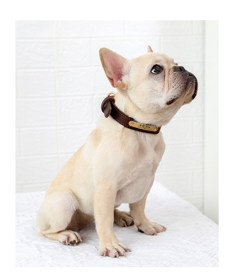 狗项圈大型犬小型犬柴犬法斗金毛泰迪贵宾狗圈狗脖套狗牌 一个绿色