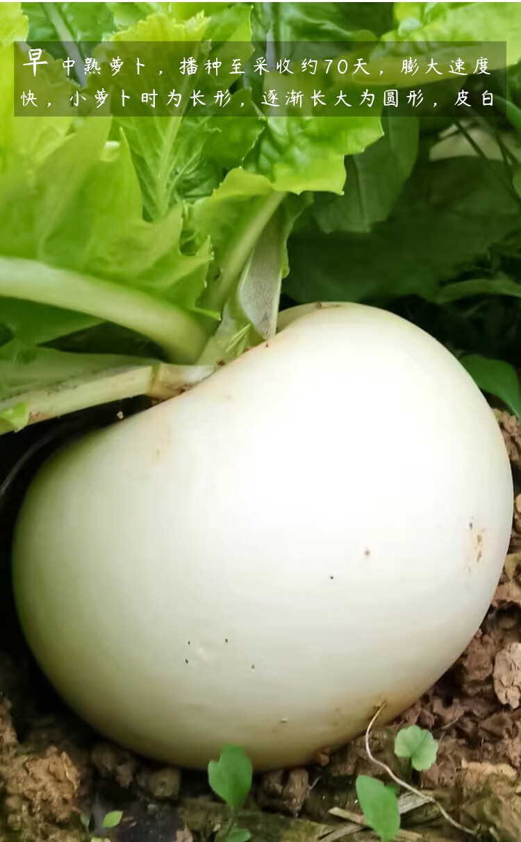 寿禾圆萝卜种子清甜化渣菜萝卜罗卜秋季蔬菜菜籽种籽寿禾冰糖萝卜种子