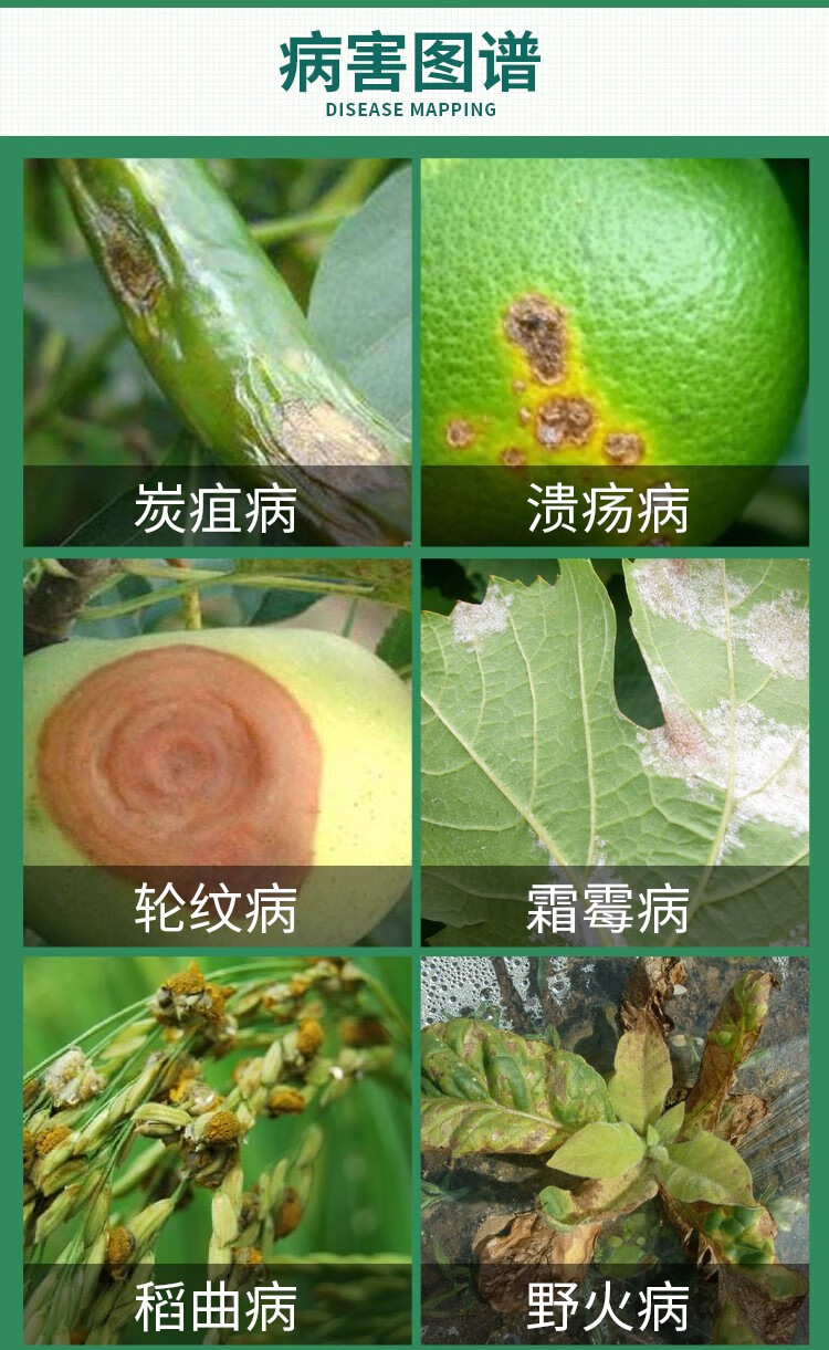 美国仙农必备波尔多液葡萄辣椒霜霉病炭疽病野火病进口农药杀菌剂 正