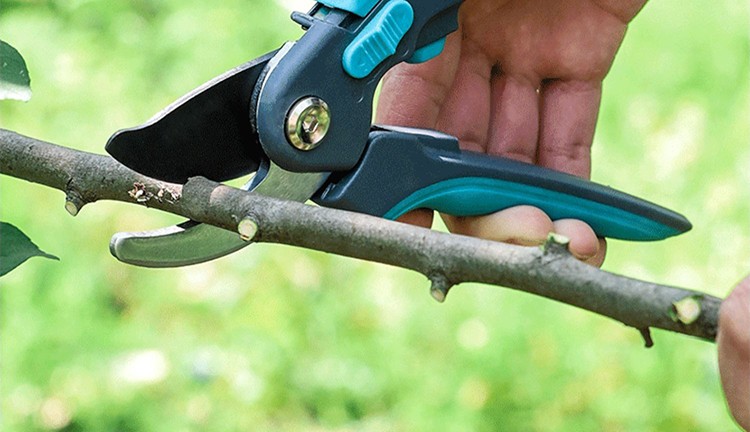 剪枝果树修枝剪刀园艺修剪树枝园林修花枝剪家用强力高碳钢海岛夫人