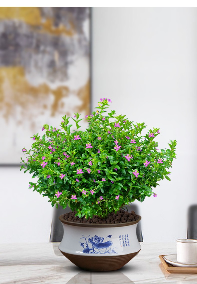 菜友 满天星绿植花卉盆栽室内阳台带花苞四季开花不断植物 办公桌面好