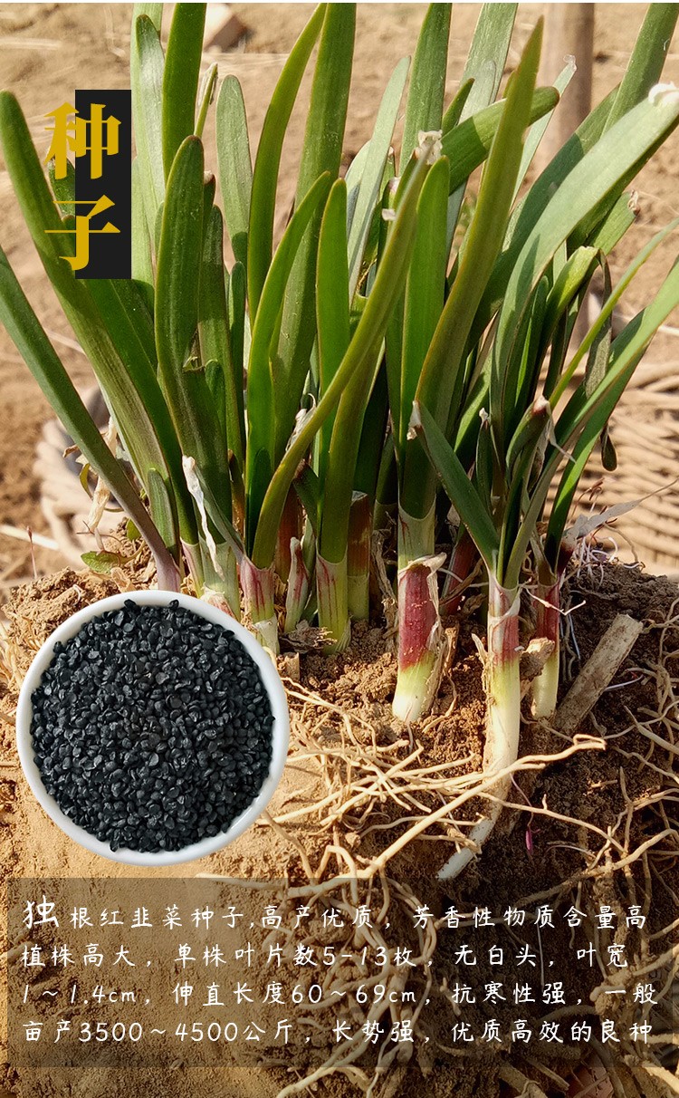 寿禾 蔬菜种子独根红韭菜紫根盆栽青菜现挖艽菲菜根韭菜苗韭苔韭菜籽