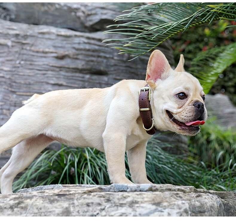 狗项圈小型犬大型犬狗圈法斗柴犬金毛狗圈脖套 绿色 m(25-33厘米)