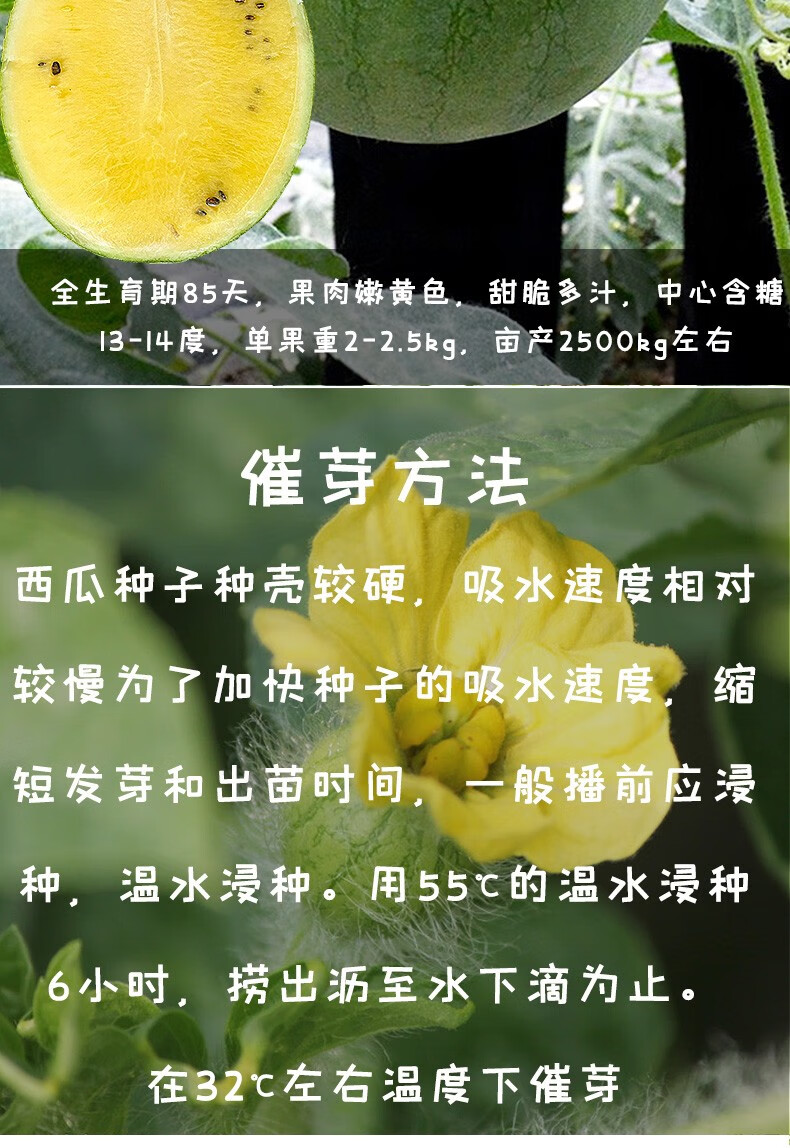 美农汇小型礼品西瓜种籽山东全美2k4k小西瓜种子黄皮西瓜薄皮早春红玉