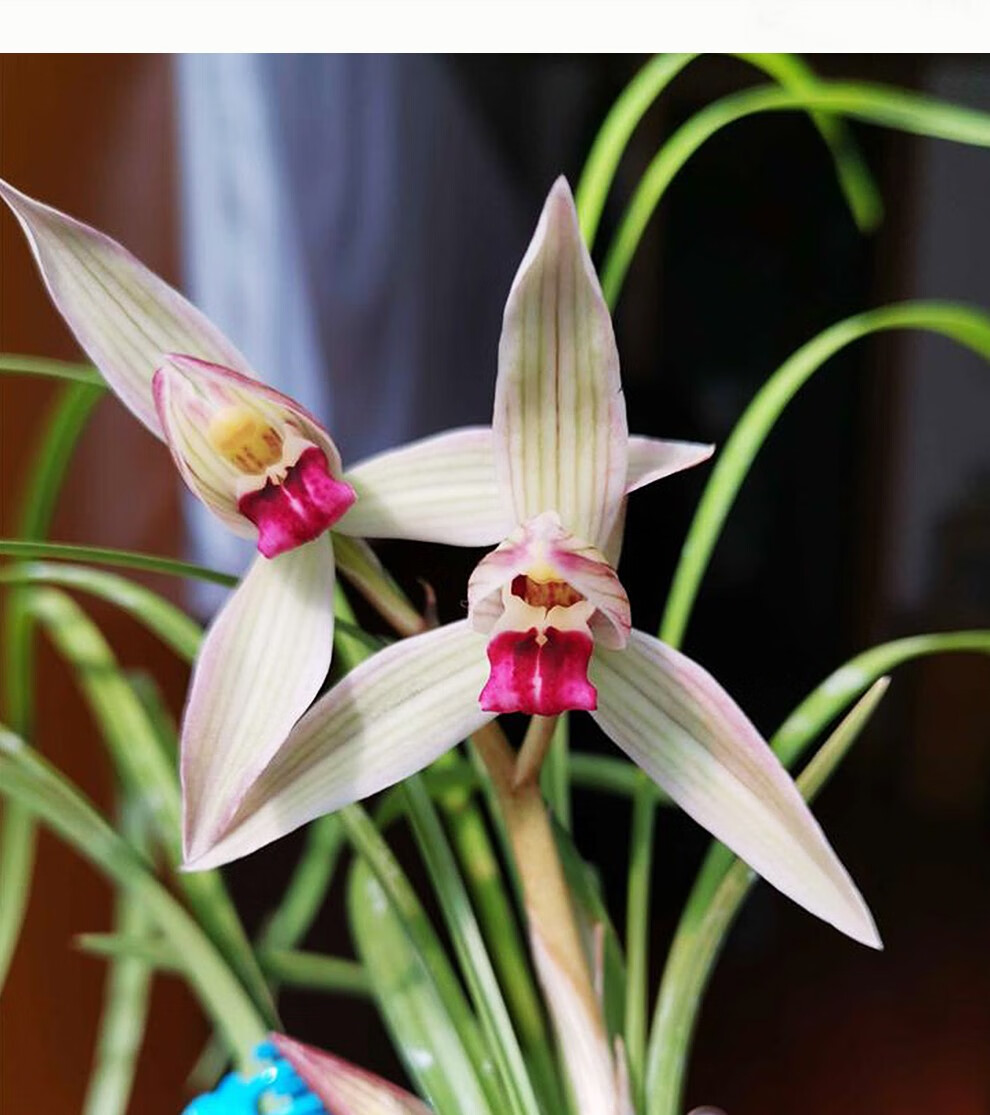 刘阁兰花小龙女莲瓣兰精品冬带花苞出售兰花苗室内好养花卉盆栽2苗