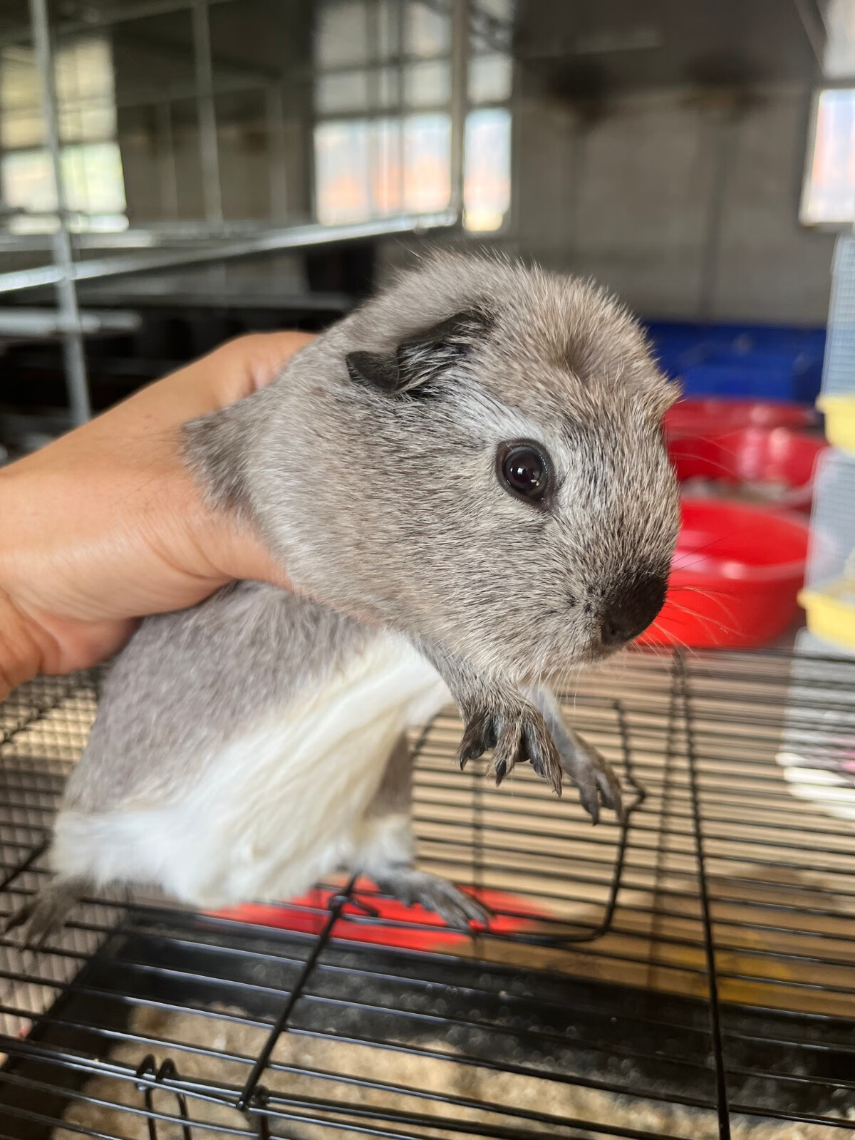 灵狐之家 加州荷兰猪活体宠物豚鼠各种颜色卷毛包子脸缎毛宠物猪荷兰