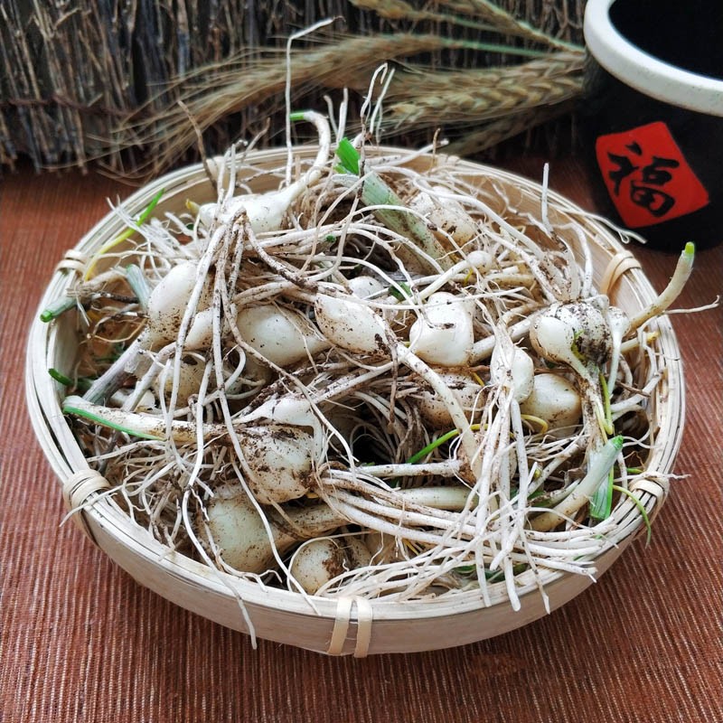 东北小根蒜 小根菜 大脑瓜 新鲜蔬菜 500g【图片 价格 品牌 报价】