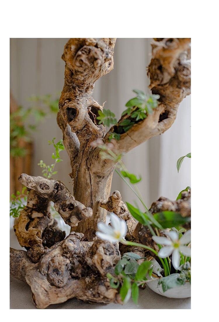 腾圣 天然树根摆件微景观鱼缸造景插花禅意枯木根雕艺术品装饰摆设