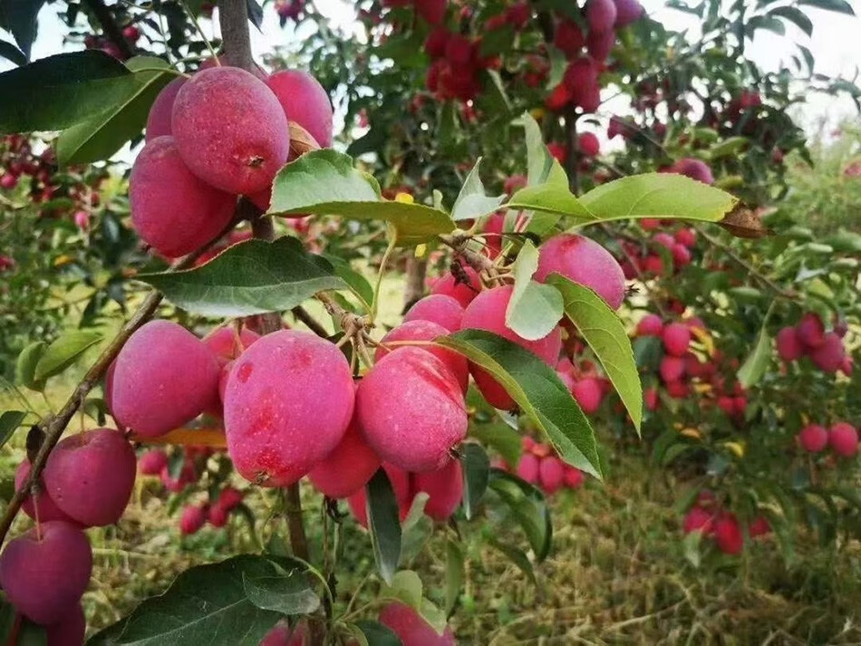 新疆伊犁香妃海棠果3斤礼盒 新鲜水果 3斤礼盒装 新疆香妃海棠【图片